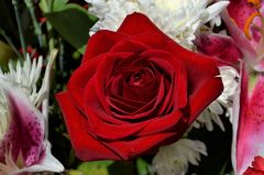 flower, rose, flora-3287796.jpg